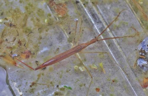 Réf. 336 139 : Ranatra linearis